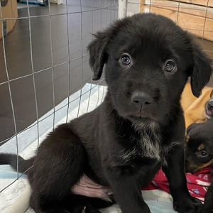 Team Page: Team Roman